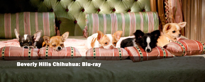 beverly hills chihuahua 2