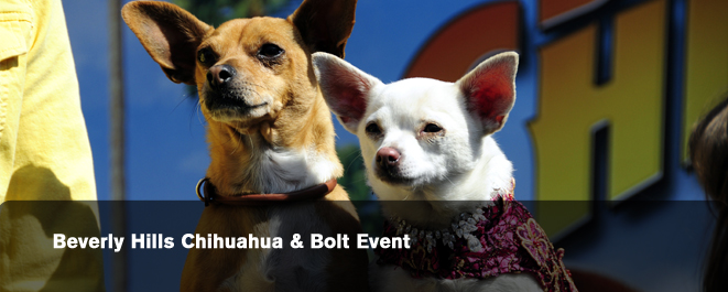 beverly hills chihuaha bolt evnt