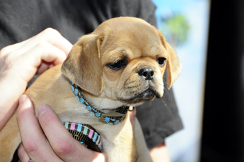 puggle puppy